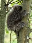 North American porcupine, central Pennsylvania, USA Art Print